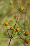 Common Beggarticks blossoms