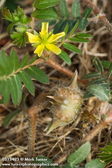 Puncture Vine blossoms, foliage & fruit detail