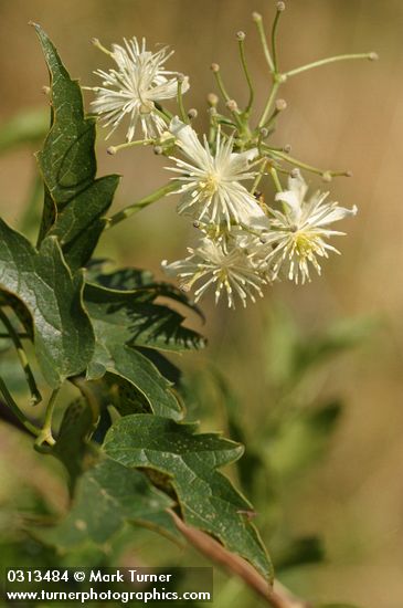 Western White Clematis blossoms & foliage detail