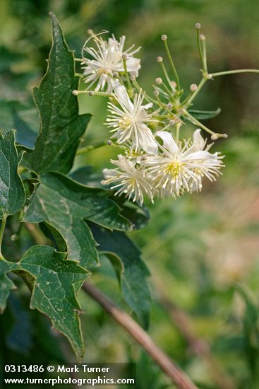 Western White Clematis blossoms & foliage detail