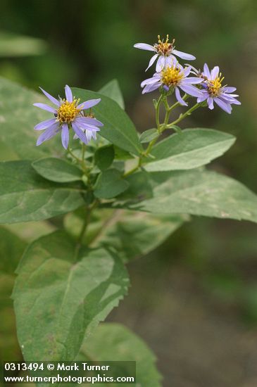 Rough-leaved Aster blossoms & foliage