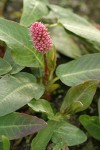 Water Smartweed blossom & foliage detail