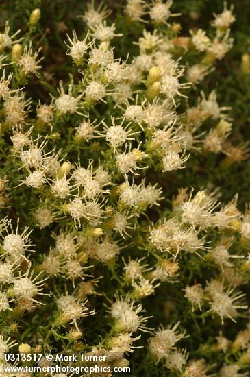 Columbia Goldenweed blossoms