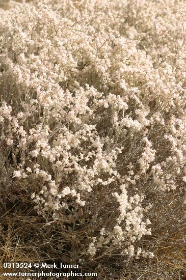 Snow Desert Buckwheat