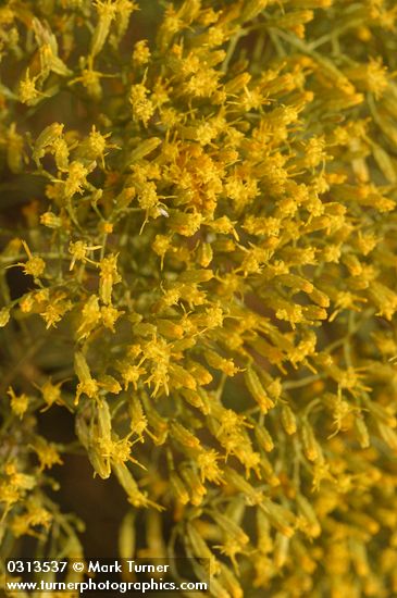 Green Rabbit Brush blossoms detail