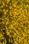 Green Rabbit Brush blossoms detail