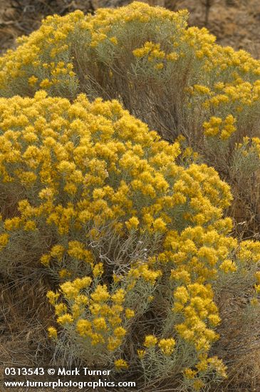 Gray Rabbitbrush