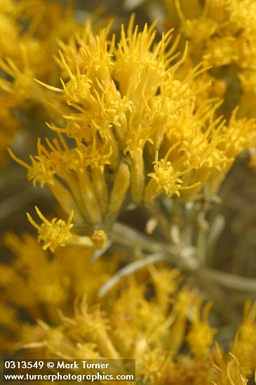 Gray Rabbitbrush blossoms extreme detail