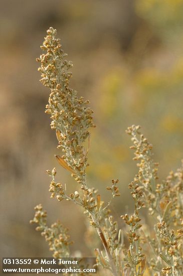 Big Sagebrush blossoms & foliage