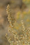 Big Sagebrush blossoms & foliage