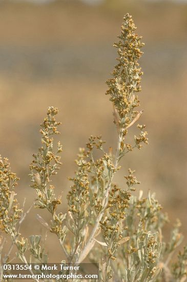 Big Sagebrush blossoms & foliage