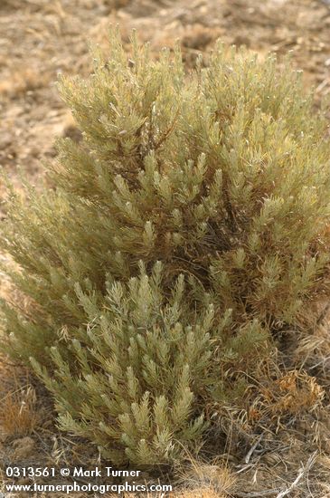 Rigid Sagebrush