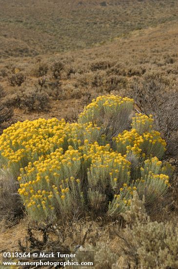 Grey Rabbitbrush among Sagebrush, early autumn