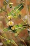 Prickly Lettuce blossoms & foliage, backlit
