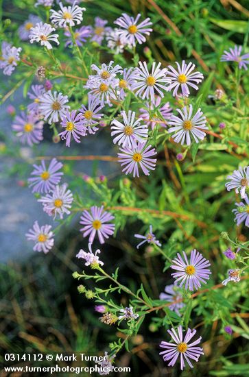 Western Aster