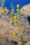 Columbia River Gumweed