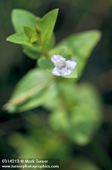 Common False Pimpernel