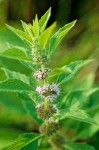Field Mint blossoms & foliage detail