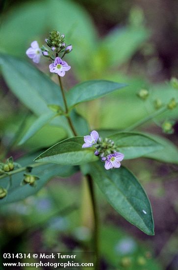 Water Speedwell blossoms & foliage