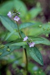 Water Speedwell blossoms & foliage