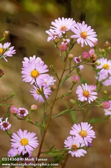 Pacific Aster blossoms detail