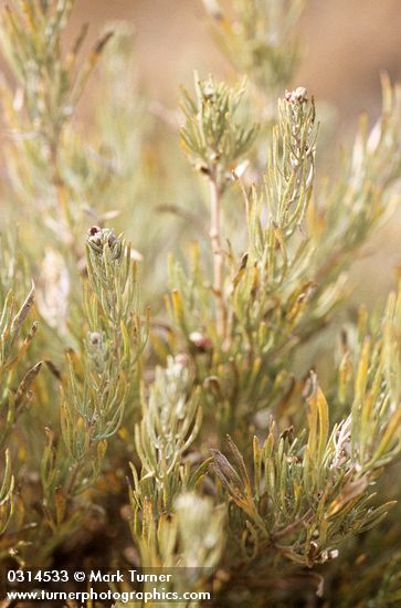Rigid Sagebrush foliage & flower buds detail