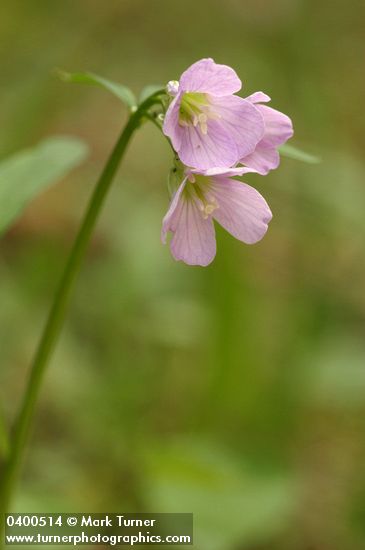 Slender Toothwort
