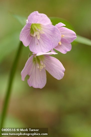 Slender Toothwort blossoms detail