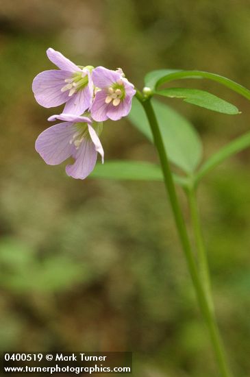 Slender Toothwort