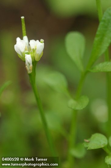 Bitter-cress blossoms & foliage detail