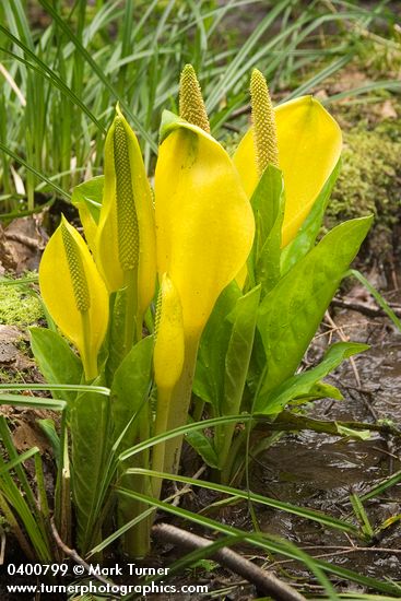 Yellow Skunk Cabbage