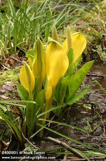 Yellow Skunk Cabbage