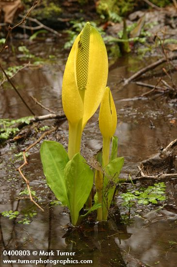 Yellow Skunk Cabbage