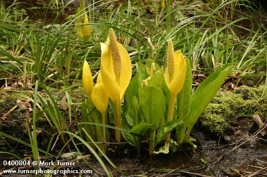 Yellow Skunk Cabbage