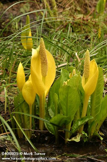 Yellow Skunk Cabbage
