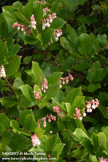 Salal blossoms & foliage