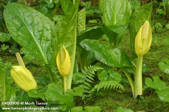 Yellow Skunk Cabbage
