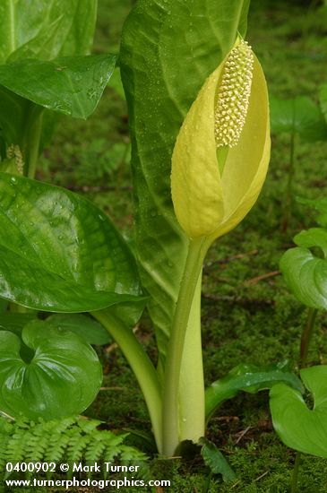 Yellow Skunk Cabbage