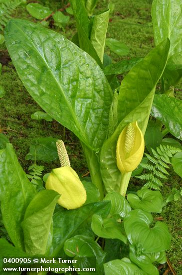 Yellow Skunk Cabbage