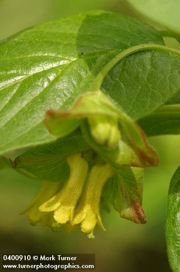 Black Twinberry blossoms & foliage detail