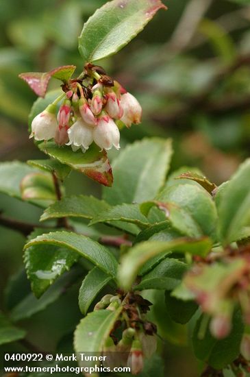 Evergreen Huckleberry blossoms & foliage
