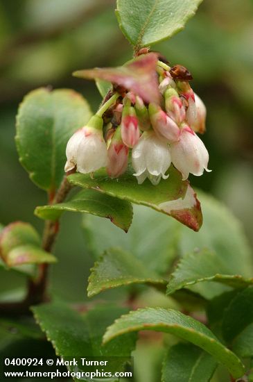 Evergreen Huckleberry blossoms & foliage detail