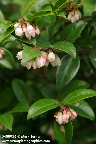 Evergreen Huckleberry blossoms & foliage