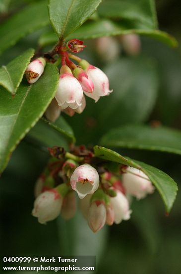 Evergreen Huckleberry blossoms & foliage detail