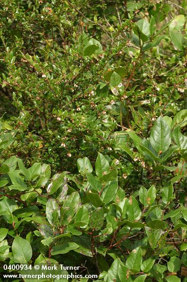Evergreen Huckleberry w/ Salal
