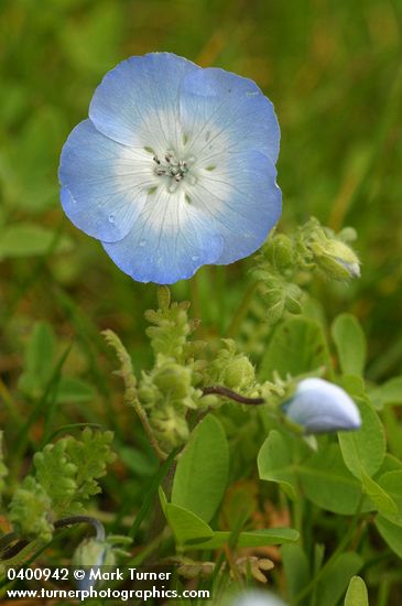 Baby Blue-eyes blossom & foliage detail