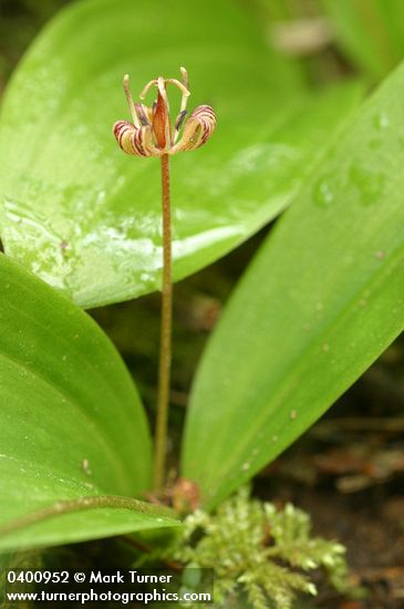 Oregon Fetid Adder's Tongue
