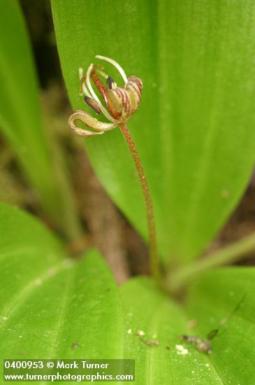 Oregon Fetid Adder's Tongue blossom detail