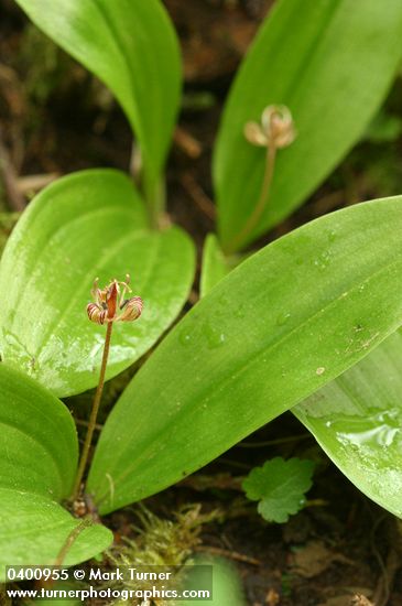 Oregon Fetid Adder's Tongue