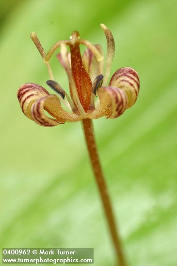 Oregon Fetid Adder's Tongue blossom extreme detail